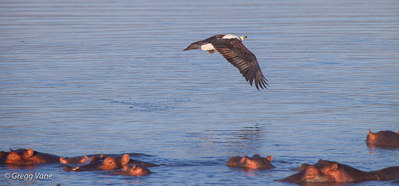 African Fish Eagle