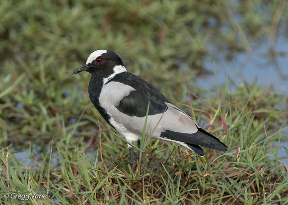 Blacksmith Lapwing