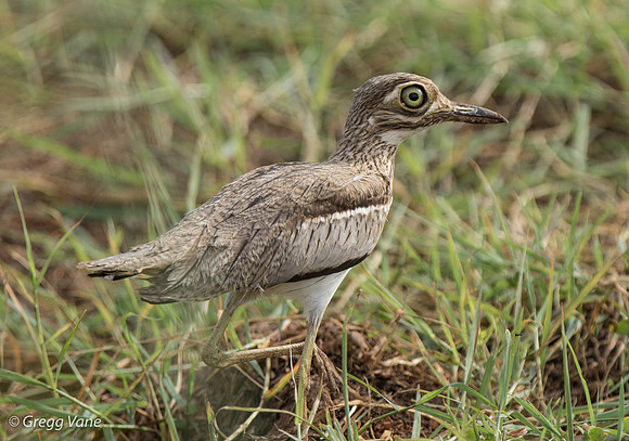 Water Thick-knee