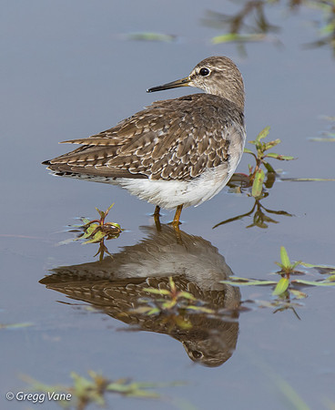 Lesser Yellowlegs