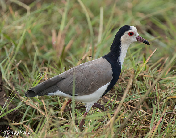 Spur-winged Lapwing