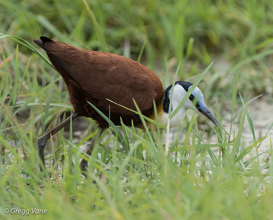 African Jacana (aka Jesus Bird)