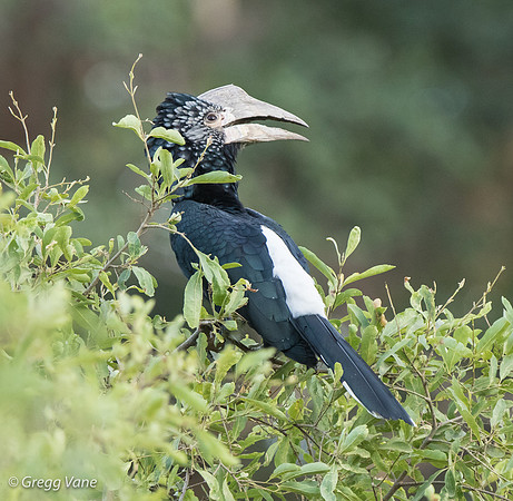 Silvery-cheeked Hornbill