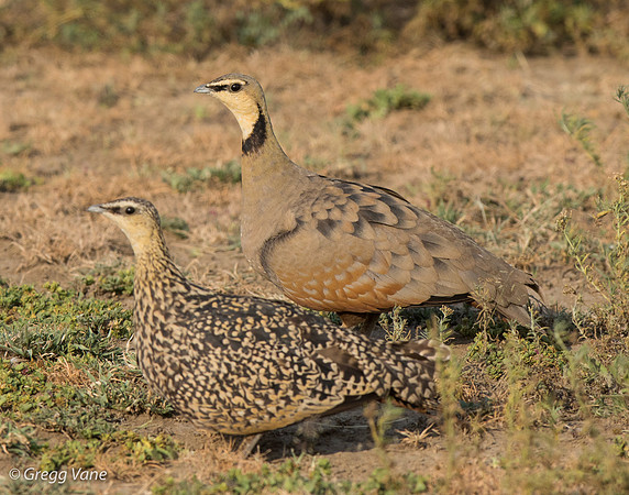 Yellow-throated Sandgrouse