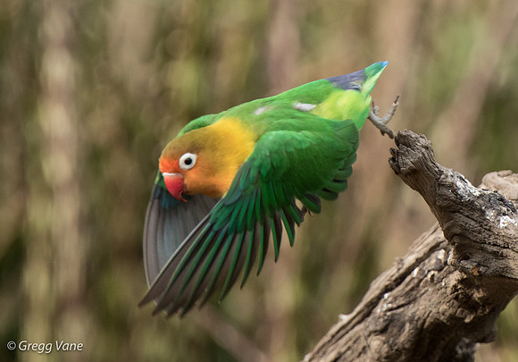 Fischer's Lovebird