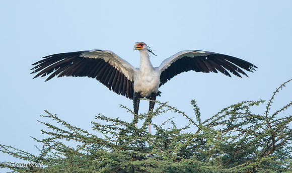 Secretary Bird preparing for flight