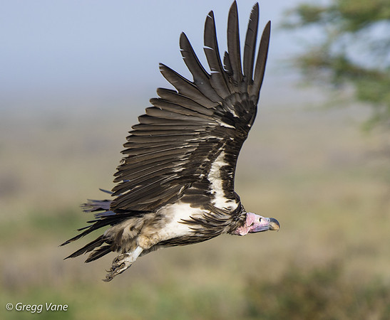 Lappet-faced Vulture in flight