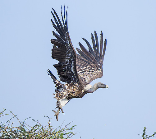 Ruppell's Griffon Vulture