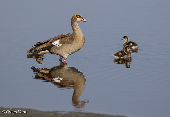 Egyptian Goose and Goslings
