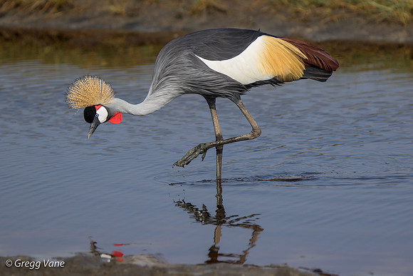 Grey-crowned Crane