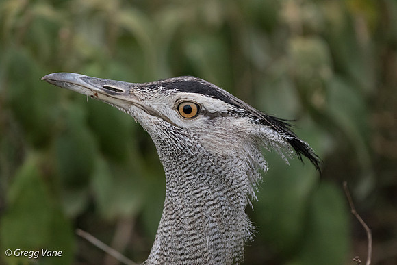 Kori Bustard