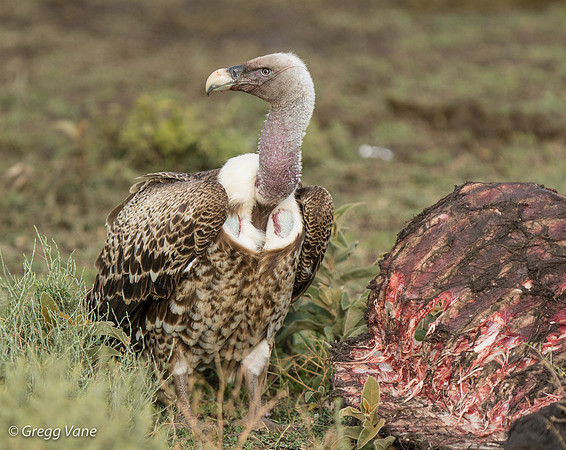 White-backed Vulture, feeding
