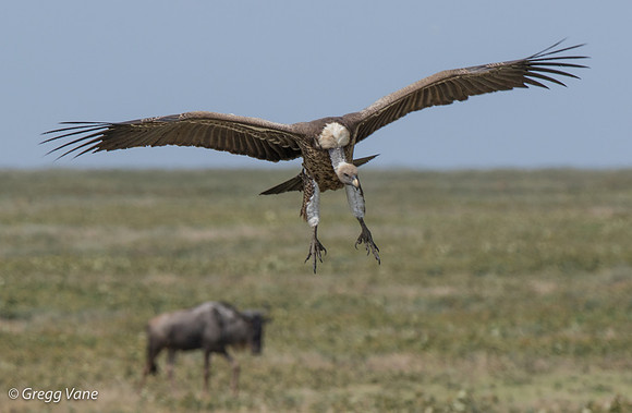 White-backed Vulture with Wildebeest