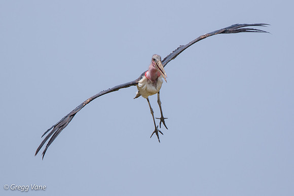 Marabou Stork