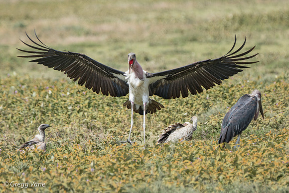 Marabou Stork, coming in for two-point landing