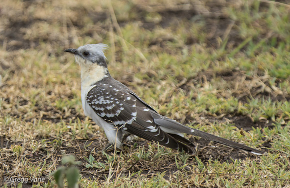 Great-spotted Cuckoo