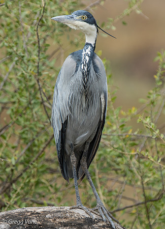 Black-headed Heron