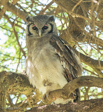 Verreau's Eagle Owl