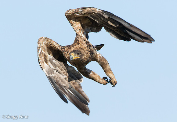 Tawny Eagle