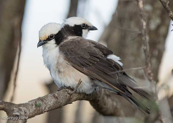 White-crested Helmet Shrike