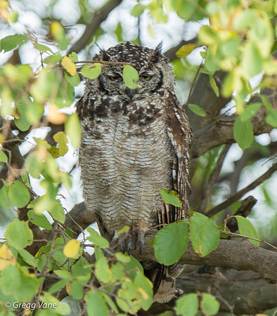 Spotted Eagle Owl