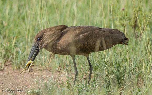 Hamerkop