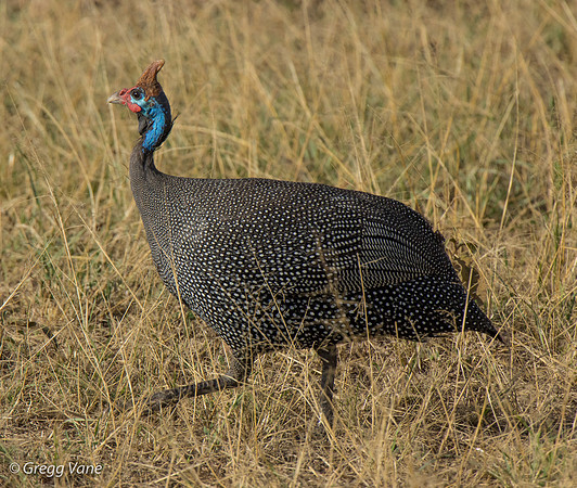 Helmeted Guineafowl