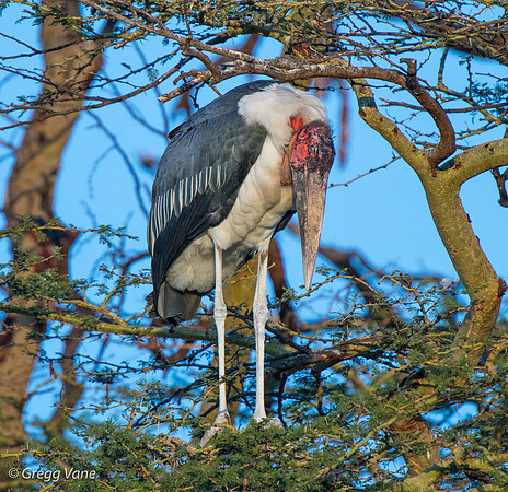 Marabou Stork