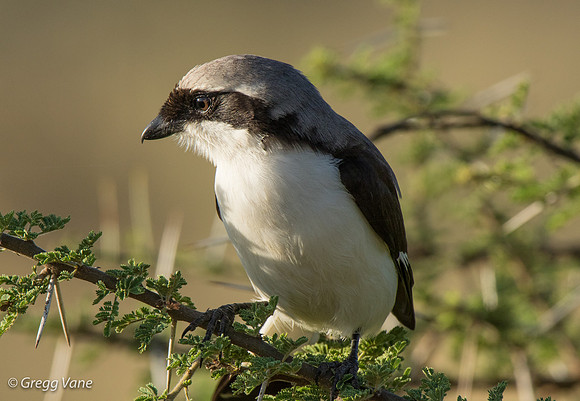 Grey-backed Fiscal Shrike