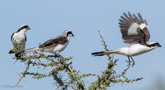 Grey-backed Fiscal Shrikes