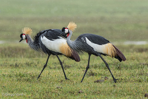 Grey-crowned Cranes in the rain