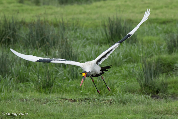 Saddle-billed Stork in flight
