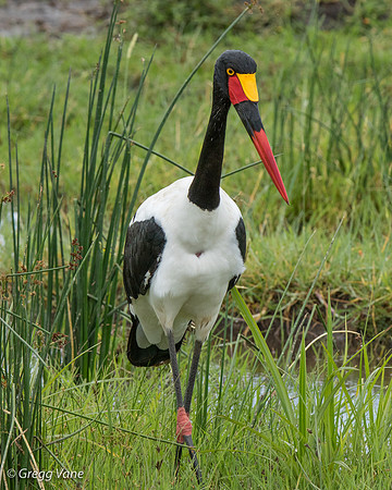 Saddle-billed Stork