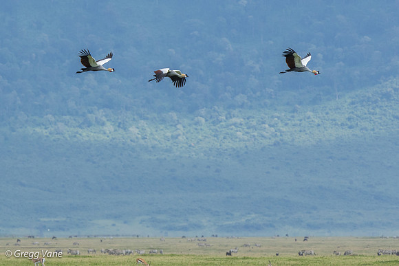 Grey Crowned Cranes
