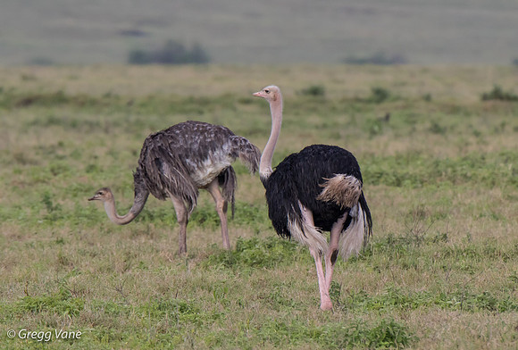 Ostrich pair