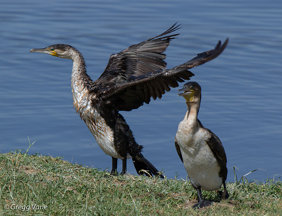 White-brested Cormorant