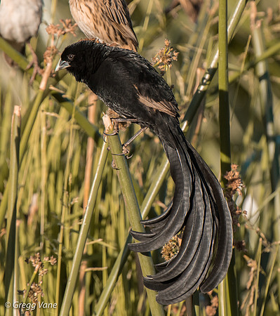 Long-tailed Widowbird