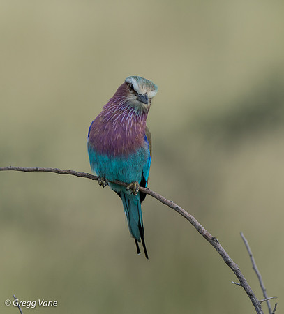 Lilac-breasted Roller