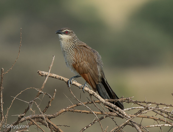 White-browned Cuckoo