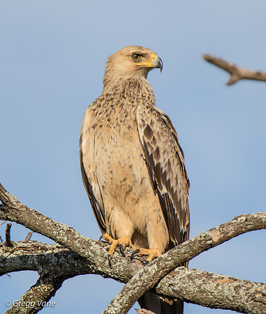 Tawny Eagle
