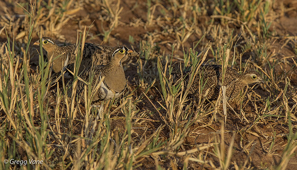 Yellow-throated Sandgrouse