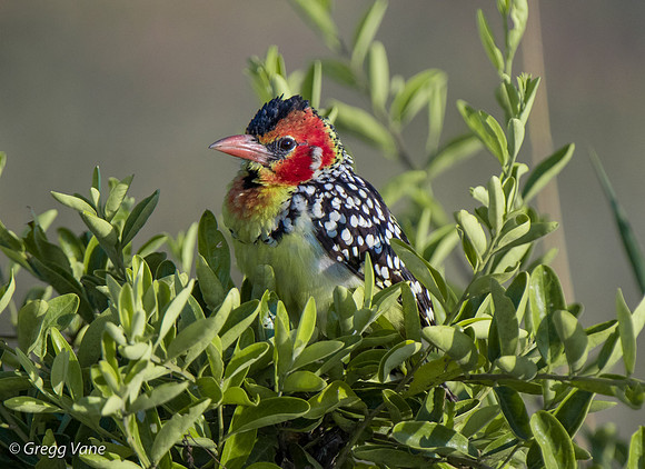 Red-and-Yellow Barbet