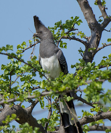 White-bellied Go-away Bird