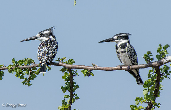 Pied Kingfisher