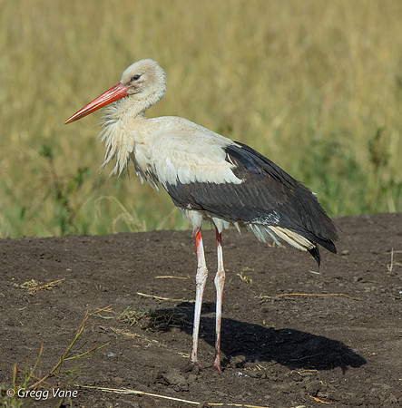 White Stork