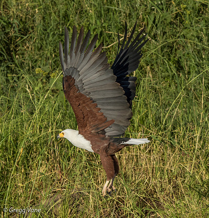 African Fish Eagle