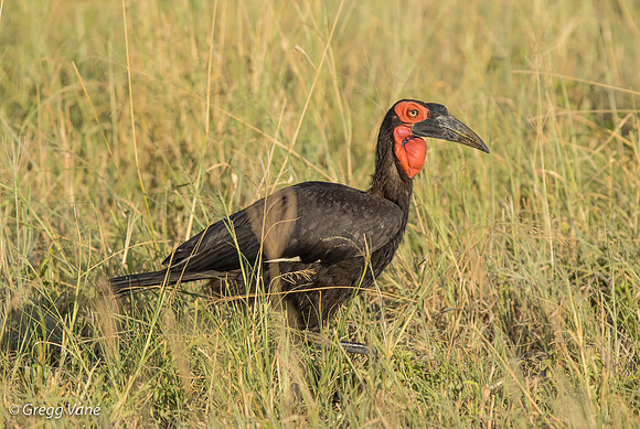 Southern Ground Hornbill