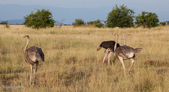 Ostrich trio
