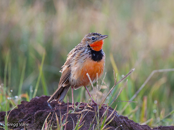 Rosy-throated Longclaw