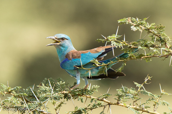 European Roller